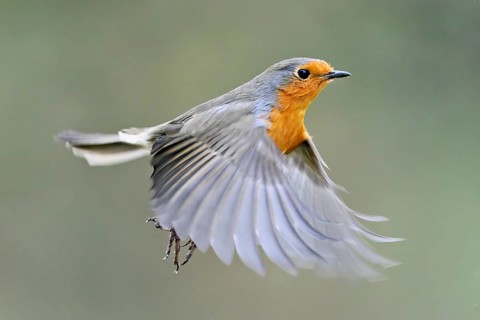 European robin (Erithacus rubecula) in flight, Meienberg, Canton Aargau, Switzerland