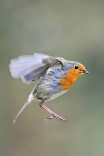 European robin (Erithacus rubecula) in flight, Meienberg, Canton Aargau, Switzerland