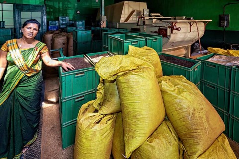 Factory interior with female worker, yellow bags and green containers processing tea, tea factory