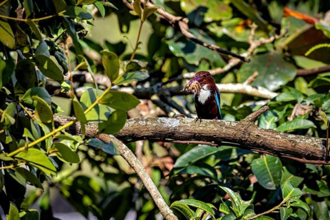 A kingfisher sits on a branch surrounded by lush foliage and holds prey in its beak, The bird in