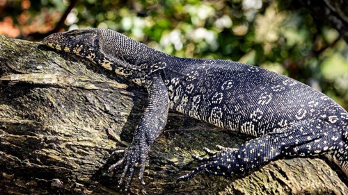A large monitor lizard resting in the sun on a tree trunk, The picture shows a banded monitor