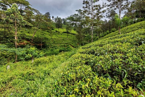 Green hills with an even tea field, surrounded by tall trees under cloudy skies, tea plantations in