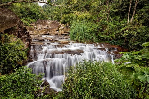 A gentle waterfall flows through a green jungle surrounded by lush plants and rocks, waterfall in