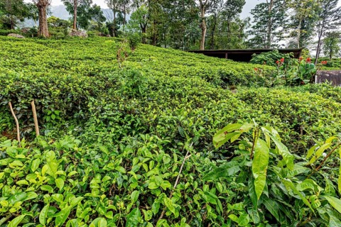Lush tea garden with low plants and a wooden hut in the background, tea plantations in the