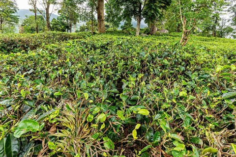 Lush green tea plants in a hilly, wooded landscape with thick trees, tea plantations in the