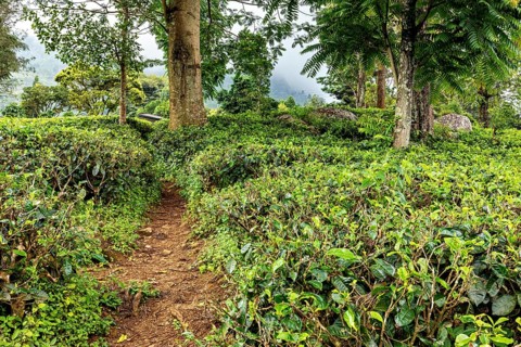 A narrow path through a lush tea field surrounded by tall trees, tea plantations in the mountains