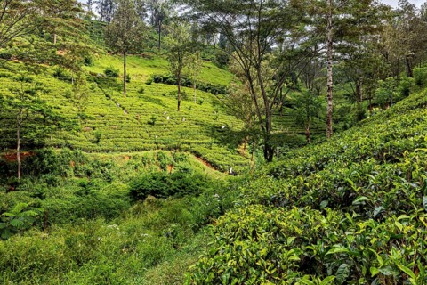 Densely overgrown tea hills with diverse vegetation and forest against a background of trees, tea