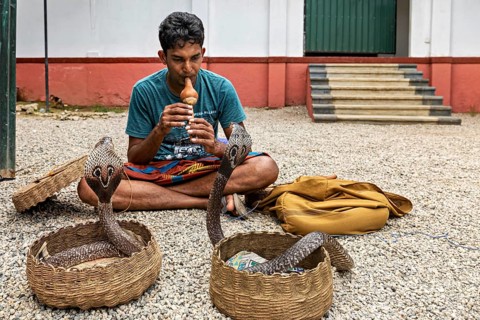A man plays a musical instrument in front of two baskets of cobras in a cultural performance scene,