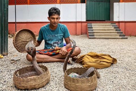 A man sits on a gravel floor with two wicker baskets and two cobras in a traditional performing