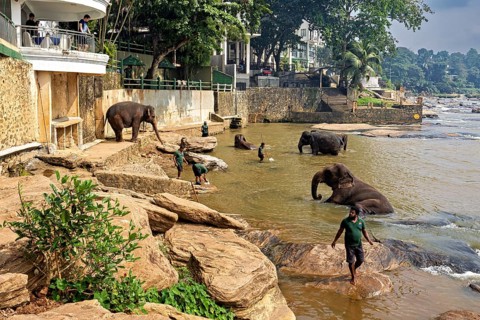 People working with elephants on the riverbank against a natural and forested backdrop, The