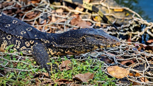 A monitor lizard lying on a pile of leaves on the ground, surrounded by natural structure, The