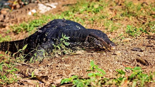 A monitor lizard lying flat on the ground, perfectly camouflaged in its natural environment, The