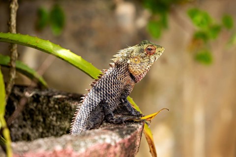 A lizard sits on a stone, surrounded by green plants in a natural environment, The picture shows an