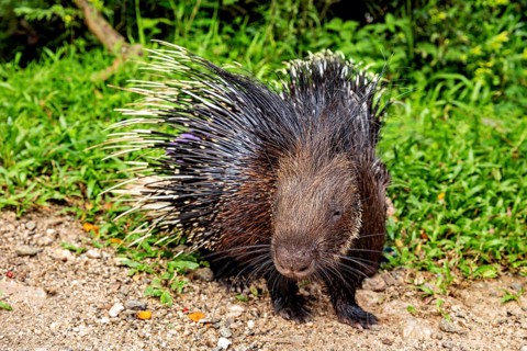 A porcupine with long quills on grassy ground in a natural environment, The animal shown is a