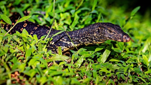 A monitor lizard creeps through the green grass in a sunny jungle area, The picture shows a banded