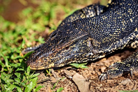 Close-up of a monitor head resting in the foliage and on the ground, the picture shows a banded