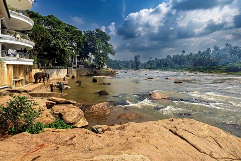 Several elephants stand in the river next to rocky banks and lush vegetation, The elephants of