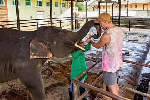A man feeding an elephant in a zoo or animal park, The elephants of Pinnawala in Sri Lanka (Elephas