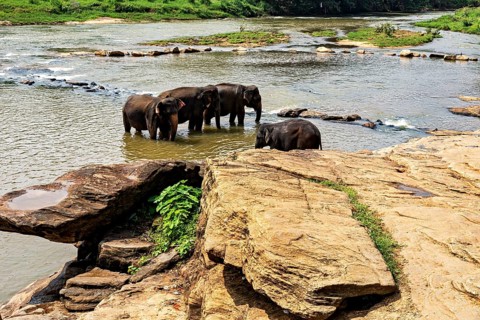 Several elephants stand in the water and on the rocks on the riverbank, The elephants of Pinnawala