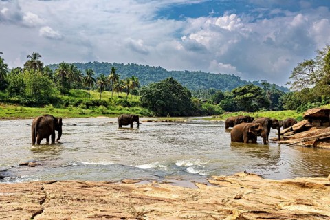 Several elephants in the river, surrounded by tropical vegetation, The elephants of Pinnawala in
