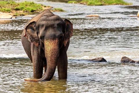 An elephant stands alone in the river, surrounded by a green landscape, The elephants of Pinnawala
