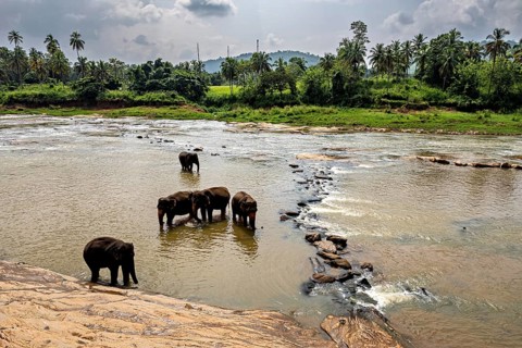 Elephants in the water with palm trees in the background under a cloudy sky, The elephants of