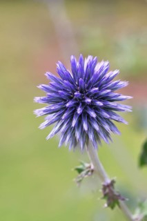 Blue globe thistle (Echinops ritro), flower, ornamental plant in a garden, Wilnsdorf, North