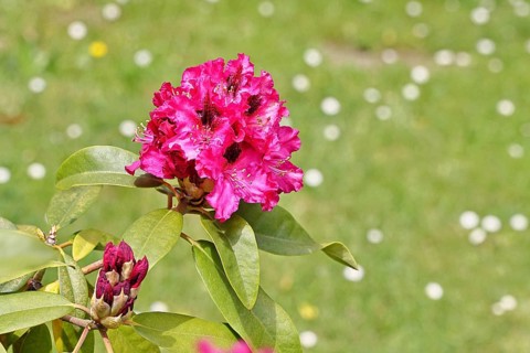Rhododendron flowers (Rhododendron Homer), red flowers, in a garden, Wilnsdorf, North