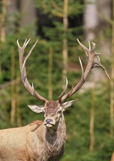Red deer (Cervus elaphus) in rutting season, capital stag in a forest clearing, animal portrait,