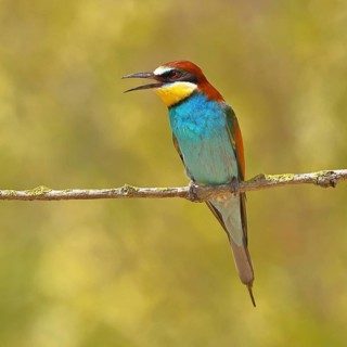 European bee-eater (Merops apiaster) sitting on a branch covered with green lichen, Lake Neusiedl,