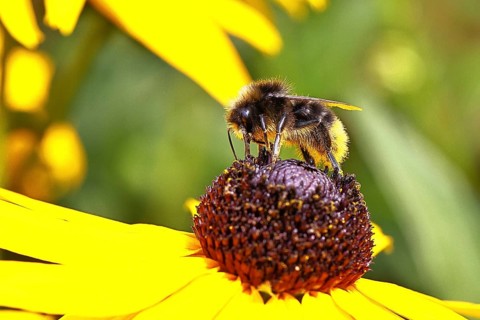 Stone bumblebee (Bombus lapidarius) collecting nectar from a flower of the yellow coneflower