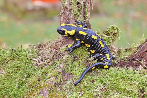 Fire salamander (Salamandra salamandra), climbing on a tree root, wildlife, close-up, Wilnsdorf,