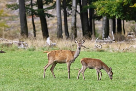 Red deer (Cervus elaphus) female, doe with calf in a forest clearing, wildlife, Sauerland, North