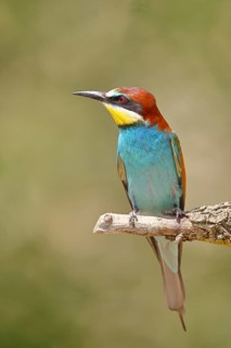 European bee-eater (Merops apiaster) sitting on a branch covered with green lichen, Lake Neusiedl,