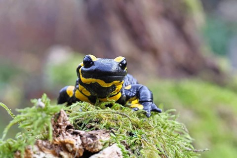 Fire salamander (Salamandra salamandra), running over moss, wildlife, looking into the camera,