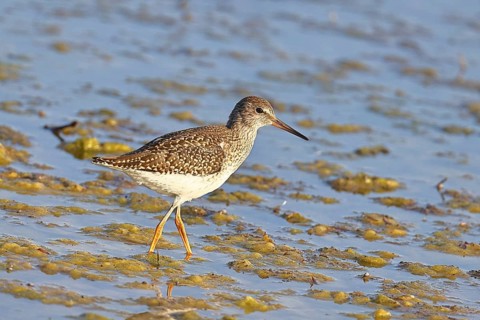 Redshank (Tringa totanus) walking in the silt on the shore, Ziggsee, Lake Neusiedl National Park,