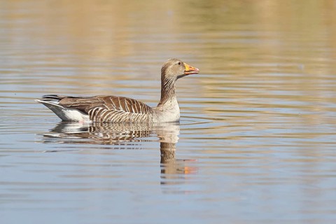 Greylag goose (Anser anser), swimming on a pond, Wagbachniederung nature reserve, Waghäusel,