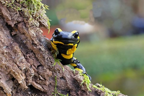 Fire salamander (Salamandra salamandra), looking out from behind a tree root, wildlife, close-up,
