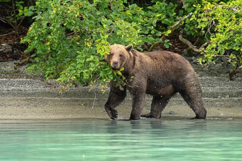 Coastal brown bear (Ursus arctos) strides through the water, Lake Clark National Park