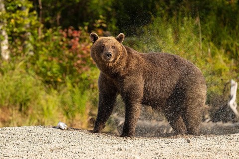 Coastal brown bear (Ursus arctos) standing on the shore and shaking water out of its fur, Lake