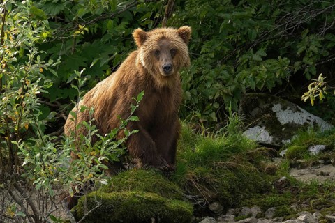 Coastal brown bear (Ursus arctos) standing in the forest, Lake Clark National Park