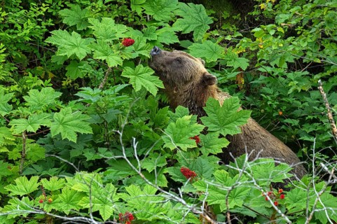 Coastal brown bear (Ursus arctos) standing between tall plants and sniffing berries, Lake Clark