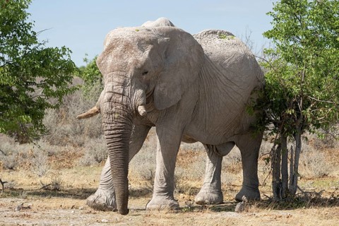 African elephant (Loxodonta africana), Etosha National Park