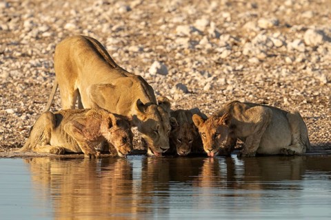 Lioness (Panthera leo), with three cubs drinking water, Etosha National Park