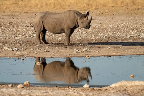 Black rhino (Diceros bicornis) reflected in the water, Etosha National Park
