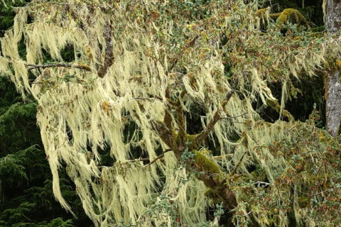 Bearded lichen (Usnea), temperate Pacific rainforest, North America