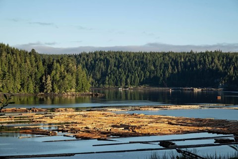 Tree trunks swim as log rafts in the Pacific Ocean, Vancouver Island