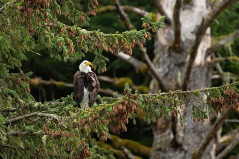 Bald eagle (Haliaeetus leucocephalus) perched on a Sitka fir tree, Vancouver Island