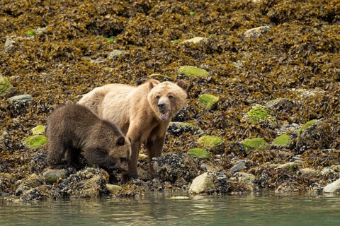 Coastal brown bear (Ursus Arctos) with cub searching for shells along the Pacific coast, Johnstone