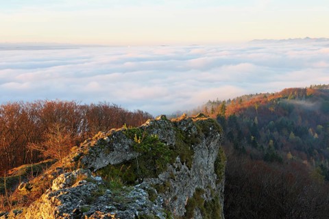 View of the sea of fog from Gisliflue, in morning light, Talheim, Canton, Aargau, Switzerland